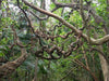 Entada Phaseoloides 1 Big Seed, World's Longest Legume GUGO Liana Vine