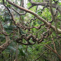 Entada Phaseoloides 1 Big Seed, World's Longest Legume GUGO Liana Vine