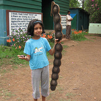 Entada Phaseoloides 1 Big Seed, World's Longest Legume GUGO Liana Vine