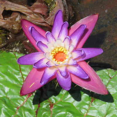 Euryale Ferox 5 Seeds, Prickly Water Lily Aquatic Pond Makhana Edible Fox Nut