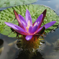 Euryale Ferox 5 Seeds, Prickly Water Lily Aquatic Pond Makhana Edible Fox Nut