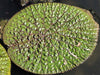 Euryale Ferox 5 Seeds, Prickly Water Lily Aquatic Pond Makhana Edible Fox Nut