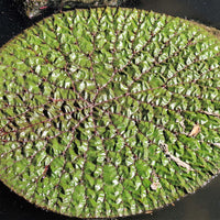 Euryale Ferox 5 Seeds, Prickly Water Lily Aquatic Pond Makhana Edible Fox Nut