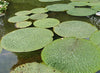 Euryale Ferox 5 Seeds, Prickly Water Lily Aquatic Pond Makhana Edible Fox Nut