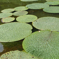 Euryale Ferox 5 Seeds, Prickly Water Lily Aquatic Pond Makhana Edible Fox Nut