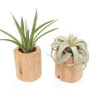 Gift Wrapped Set of 2 Large Driftwood Containers with Assorted Tillandsia Air Plants