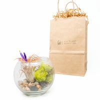 Gift Wrapped Terrarium Kits with Tillandsia Air Plants