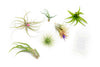 Tillandsia Air Plant Grab Bag of 6 Plants + 1 Year Air Plant Fertilizer Pack