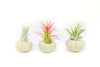 Green Urchins with Tillandsia Air Plants - Set of 3, 6 or 9