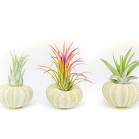 Green Urchins with Tillandsia Air Plants - Set of 3, 6 or 9