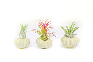 Green Urchins with Tillandsia Air Plants - Set of 3, 6 or 9