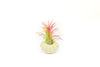 Green Urchins with Tillandsia Air Plants - Set of 3, 6 or 9