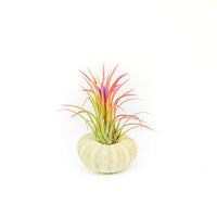 Green Urchins with Tillandsia Air Plants - Set of 3, 6 or 9