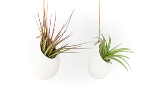 Large Ivory Ceramic Container - Choose Your Custom Tillandsia Air Plant