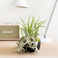 Large Fully Assembled Air Plant Bowl Garden