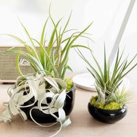 Large Fully Assembled Air Plant Bowl Garden