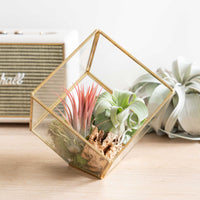 Heptahedron Geometric Glass Terrarium - Gold Metallic Finish - Trendy Holder For Tillandsia Air Plants