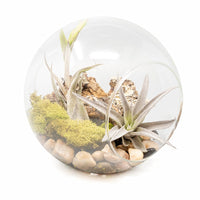 Large Hand-Blown Glass Terrarium with Tillandsia Caput Medusae & Harrisii