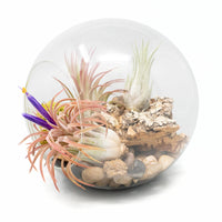 Large Hand-Blown Glass Terrarium with 3 Tillandsia Ionantha Air Plants