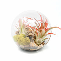 Large Hand-Blown Glass Terrarium with Tillandsia Red Abdita & Ionantha Guatemala