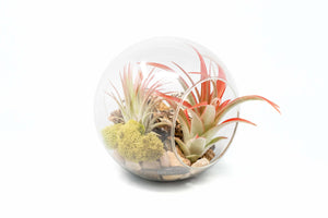 Large Hand-Blown Glass Terrarium with Tillandsia Red Abdita & Ionantha Guatemala