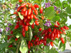 Lycium Barbarum .5 (Half) Gram of Seeds, Goji Berry Wolfberry Fruit Vining Shrub