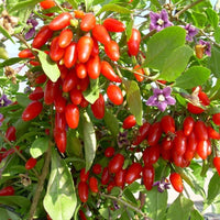 Lycium Barbarum .5 (Half) Gram of Seeds, Goji Berry Wolfberry Fruit Vining Shrub