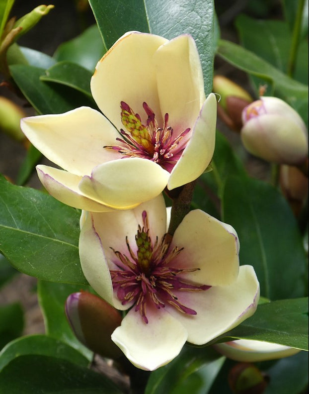 Magnolia Figo 10 Seeds, Fragrant Cold Hardy Banana Michelia Shrub