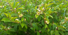 Magnolia Figo 10 Seeds, Fragrant Cold Hardy Banana Michelia Shrub