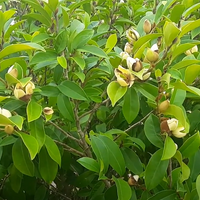 Magnolia Figo 10 Seeds, Fragrant Cold Hardy Banana Michelia Shrub