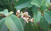 Magnolia Figo 10 Seeds, Fragrant Cold Hardy Banana Michelia Shrub