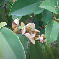 Magnolia Figo 10 Seeds, Fragrant Cold Hardy Banana Michelia Shrub