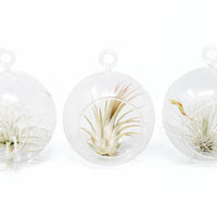 Mini Hanging Flat Bottom Glass Terrariums with Assorted Tillandsia Air Plants