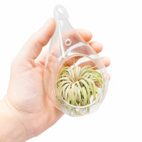 Minimalist Terrarium in a Glass Teardrop - Choose Your Custom Tillandsia Air Plant