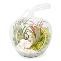 Apple Terrarium with Pebble Kit and Tillandsia Air Plants