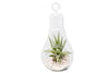 Hanging Light Bulb Terrarium with Crushed White Stones and Tillandsia Air Plant