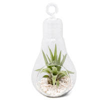 Hanging Light Bulb Terrarium with Crushed White Stones and Tillandsia Air Plant