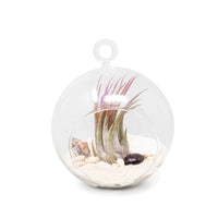 Beach Terrarium in Flat Bottom Globe with White Sand and Tillandsia Ionantha