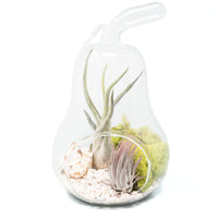 Pear Terrarium with Pebble Kit and Tillandsia Air Plants