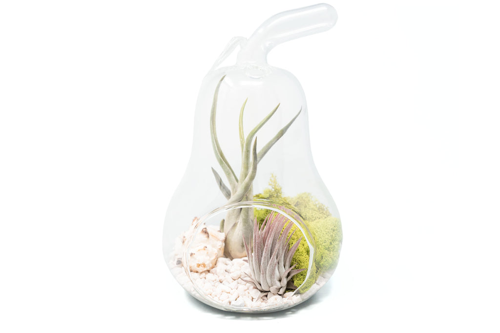 Pear Terrarium with Pebble Kit and Tillandsia Air Plants