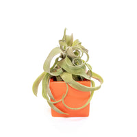 Naranja Orange Ceramic Cube Container with Custom Tillandsia Air Plant