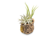 Natural Cork Bark Planters with Assorted Tillandsia Air Plants