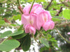 Robinia Hispida 25 Seeds, Fragrant Cold Hardy Flowering Shrub Bristly Locust Rose Acacia