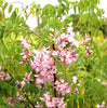 Robinia Hispida 25 Seeds, Fragrant Cold Hardy Flowering Shrub Bristly Locust Rose Acacia