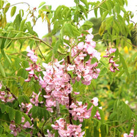 Robinia Hispida 25 Seeds, Fragrant Cold Hardy Flowering Shrub Bristly Locust Rose Acacia