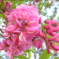 Robinia Hispida 25 Seeds, Fragrant Cold Hardy Flowering Shrub Bristly Locust Rose Acacia