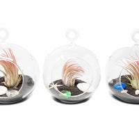 Set of 3 Beachy Globe Terrariums with Air Plants And Black Sand