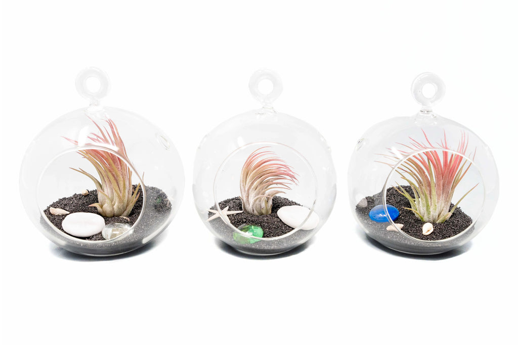 Set of 3 Beachy Globe Terrariums with Air Plants And Black Sand