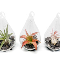 SALE - Set of 3 Red Hots Complete Teardrop Terrariums