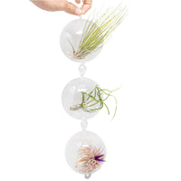 Terrarium Trio with Double Hooks and Tillandsia Juncea, Bulbosa, & Ionantha Air Plants